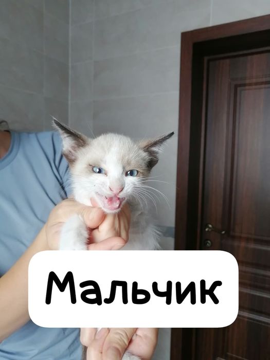 Отдадим котят в добрые руки
