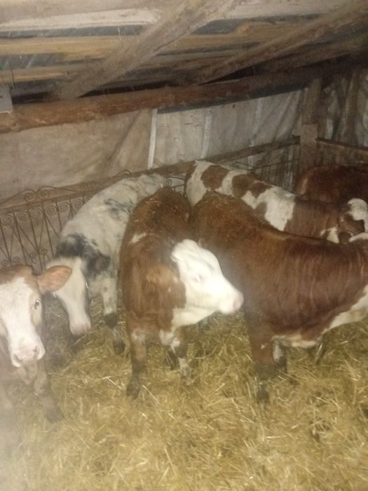 Vand viței  17 bucati sau schimb cu tractor cu incarcator frontal fiat