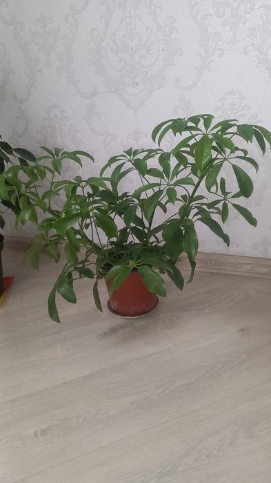 Комнатние растения