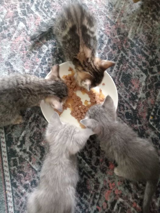 Здравствуйте хороший люди