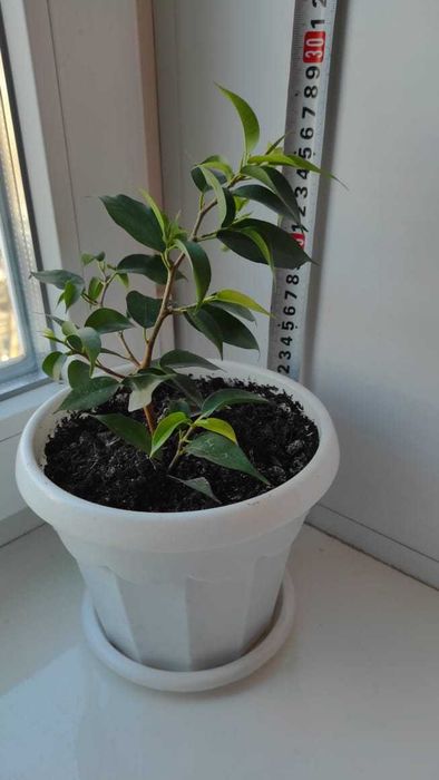 Фикус Бенджамина (Ficus benjamina)