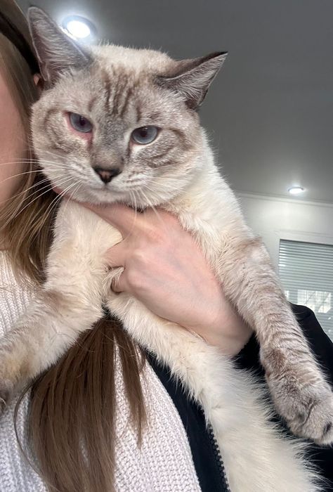 Молодой котик в поисках дома