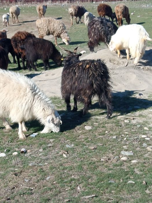 Продам козы.  Ешкі сатылады