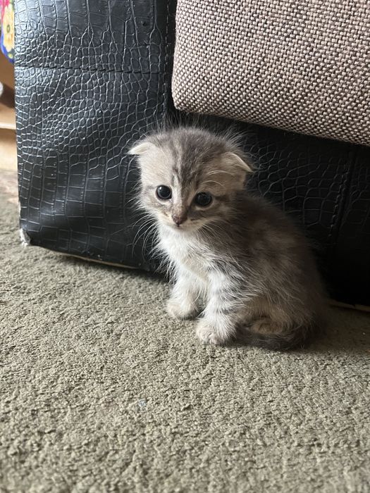 Продам маленьких котят