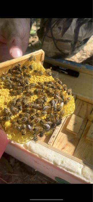 Плодные матки ф1