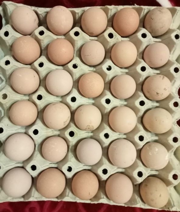 Ouă de bibilica de vânzare