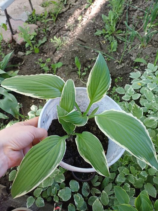 Продам садовые цветы алматы