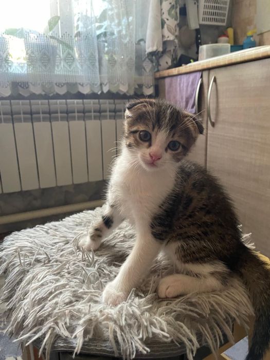 Котята бесплатно