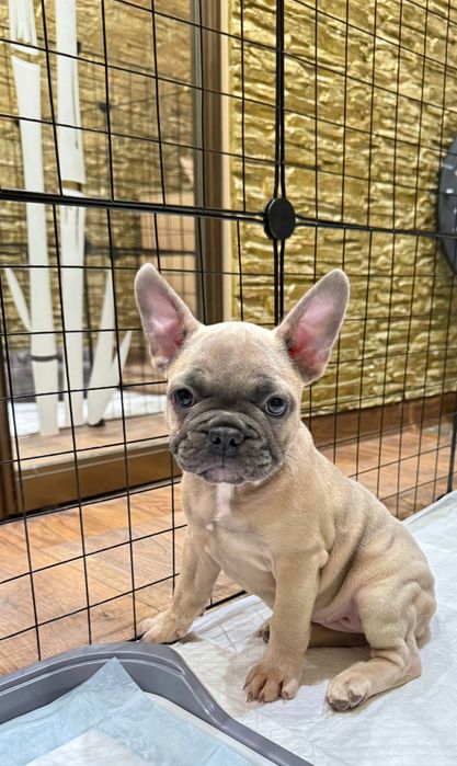 Французский бульдог мальчики