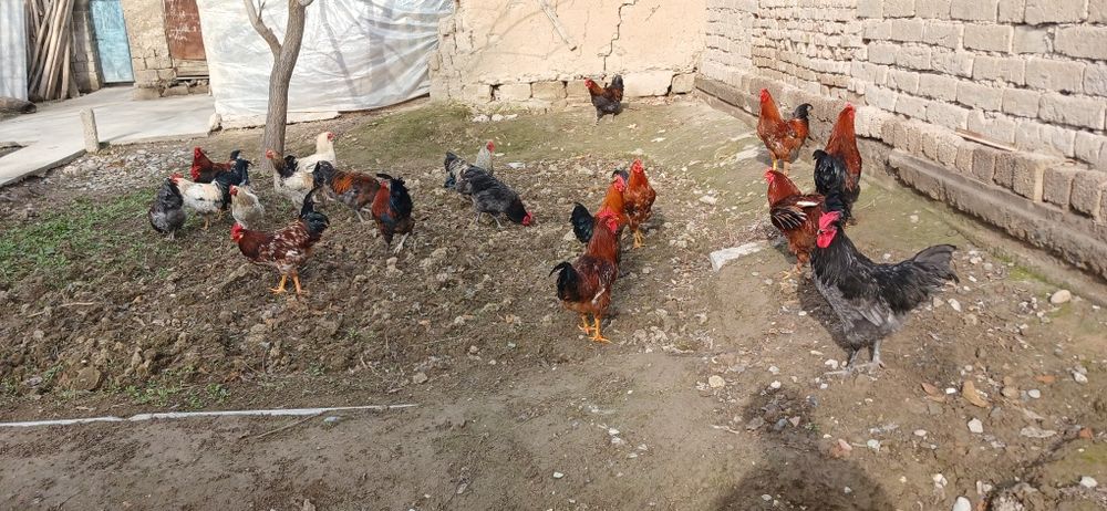 Хорозлар Оптим сотилади 20та