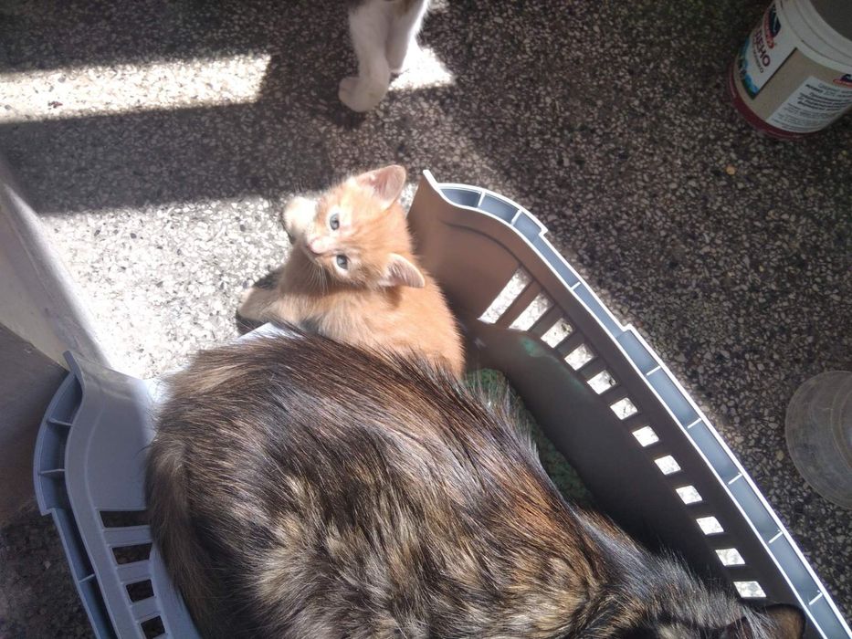 Подарявам мъжки котета