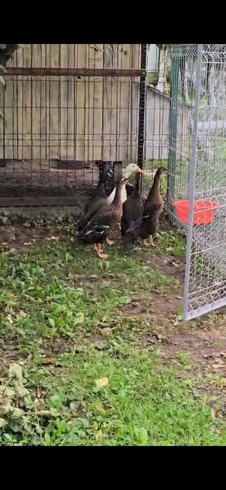 Vând rațe Alergătoare Indiene