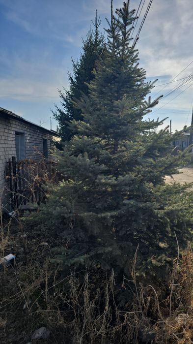 Продам голубую ель