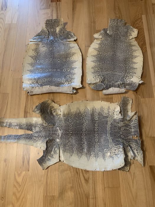 Piele naturala varan reptila exotica
