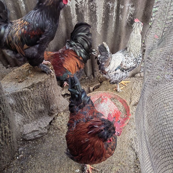 Cocoși Motati, încălțați și cu creasta lăsată