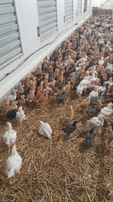 Pui de carne și rasa mixtă