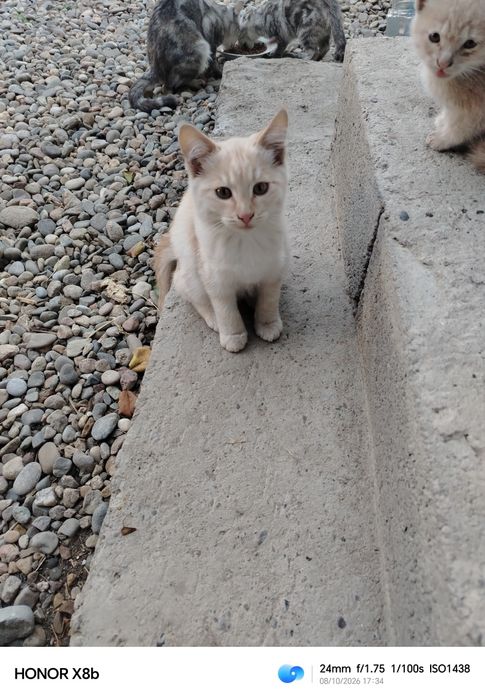 Котята бесплатно