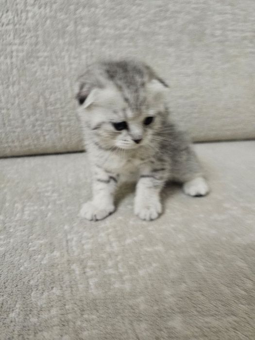 Шотландские котята