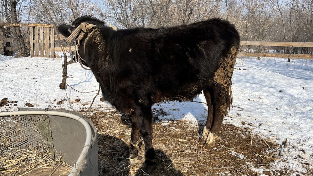 Соғымға арналған ұрғашы тайынша