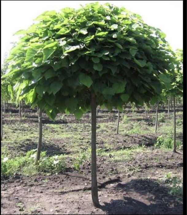 Catalpa globulara