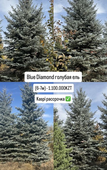 Голубая ель Блю Даймонд