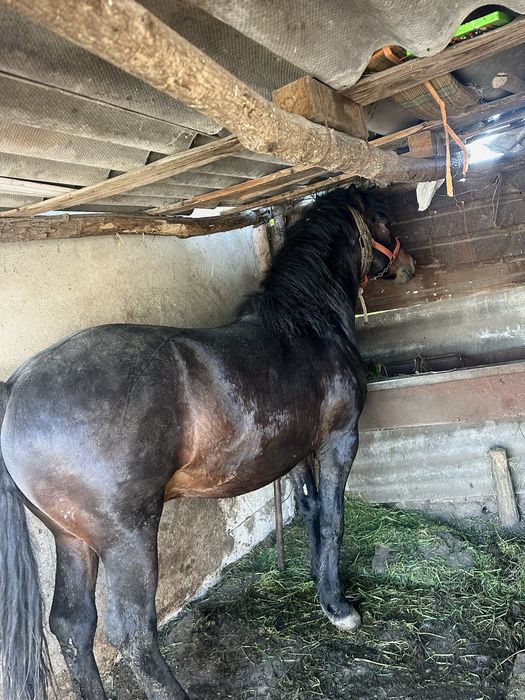 ARMĂSAR DE VÂNZARE  în vârstă de 2 ani și 2 luni,