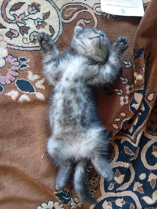 Продаются котята шотландцы