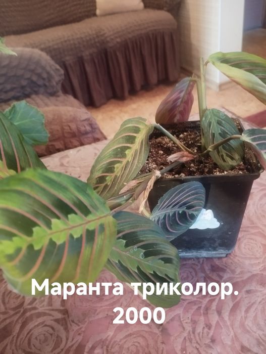 Продам комнатные растения