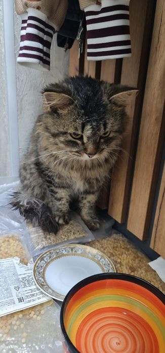 Срочно КОТ бесплатно