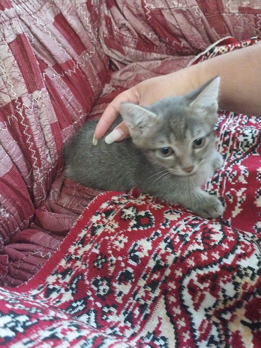 Отдам котят в добрые руки