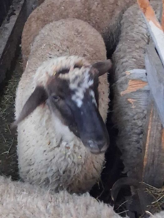 Vand 15 carlani carabasi