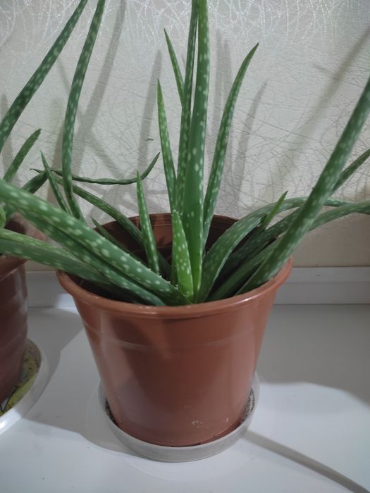 Продам алоэ вера, лечебный