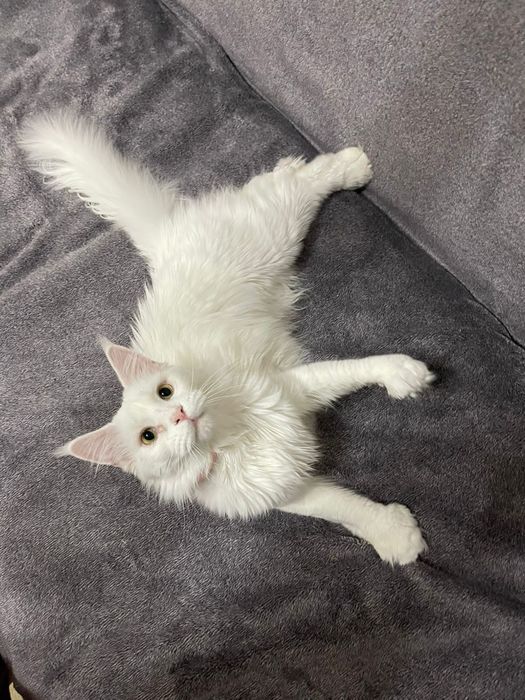 Крутые Мейн-Куны в продаже