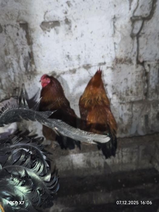 Продам Петухов разные пароды
