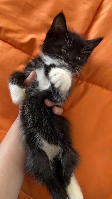 Котёнок мальчик, даром