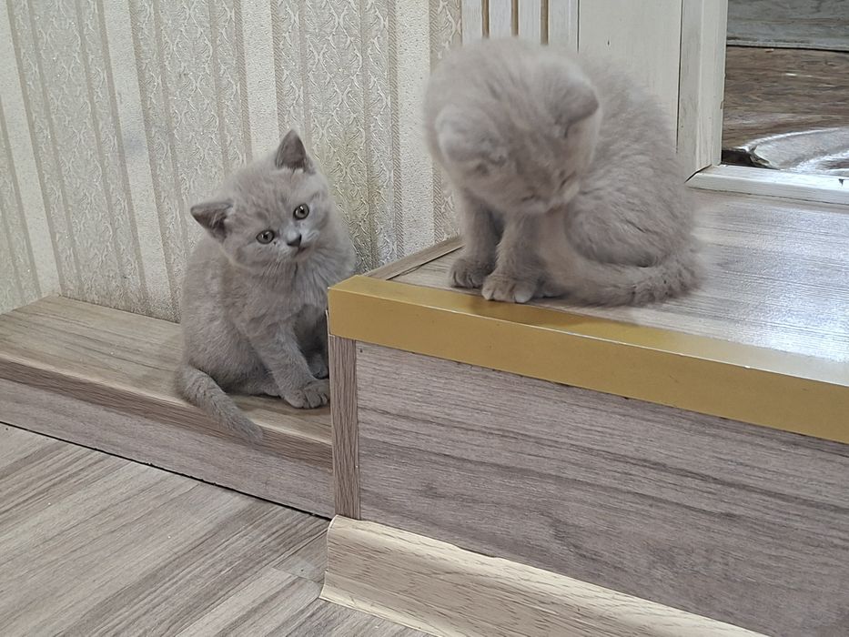 Британкие котята