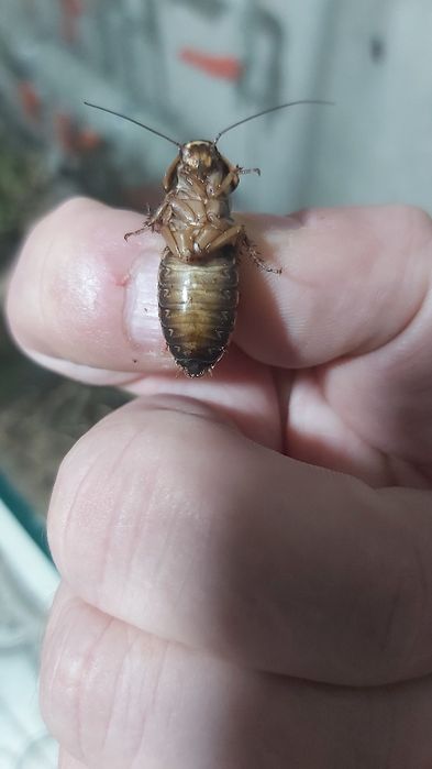 Живой кормовой таракан !!!