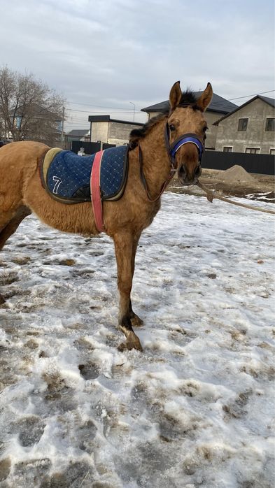 жеребята 8 месяцев