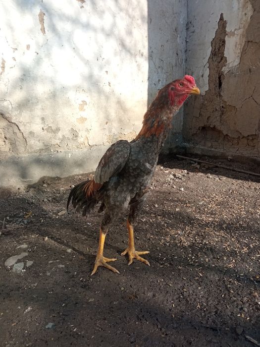 кораз сатылады, шоже