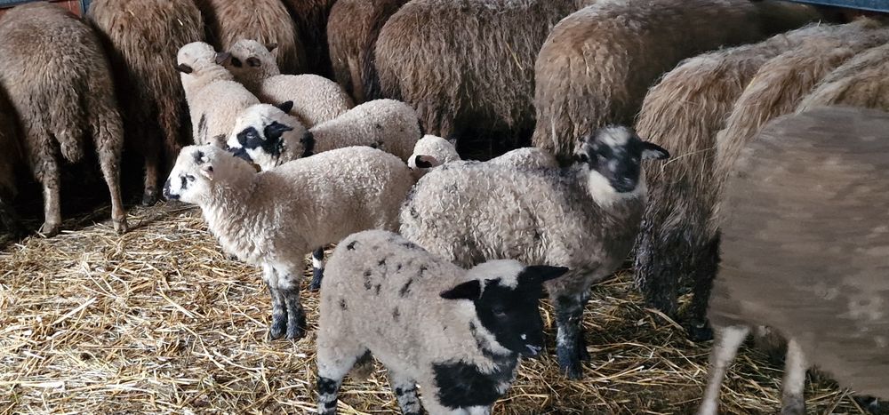 Oi tinere cu miei de vânzare