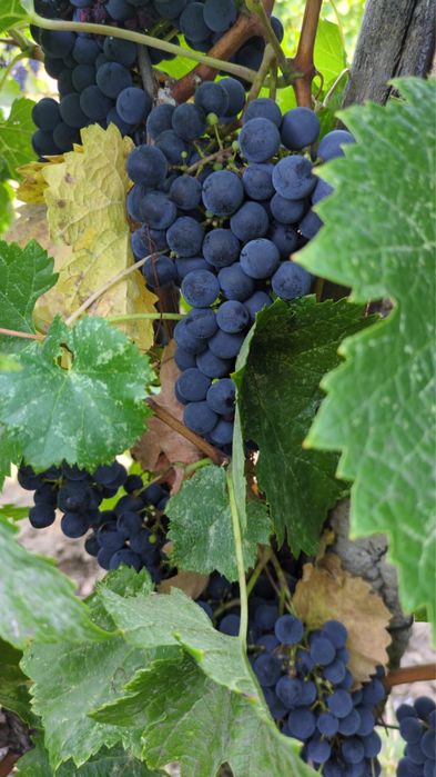 Vand struguri MERLOT