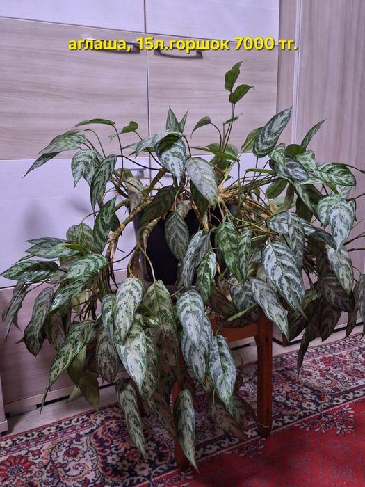 Продам домашние цветы