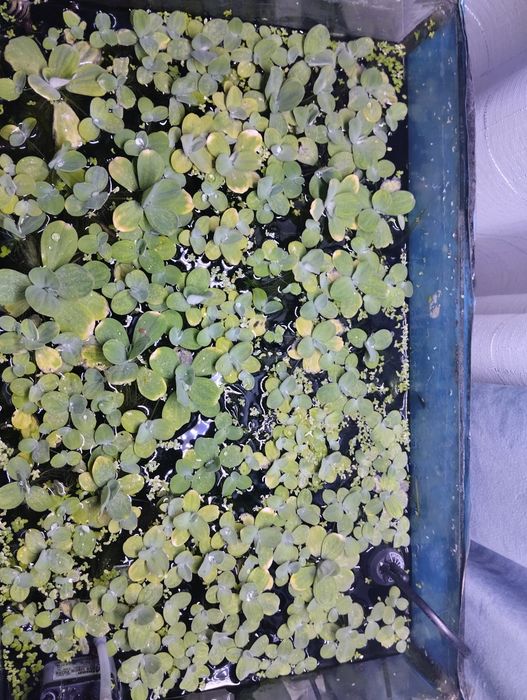 Продаю Пистию, плавающие растение