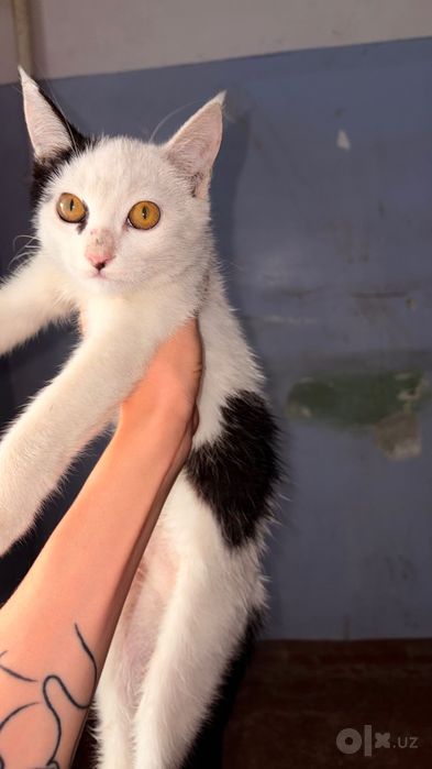 Котенок в добрые руки