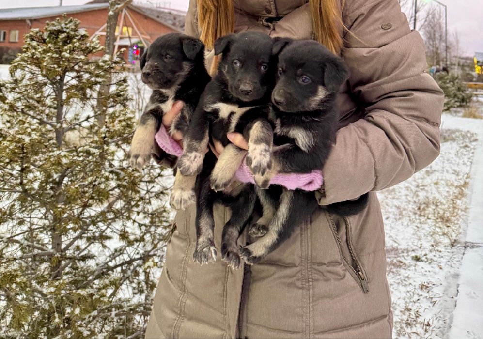 Продается щенки метисы хаски и овчарка