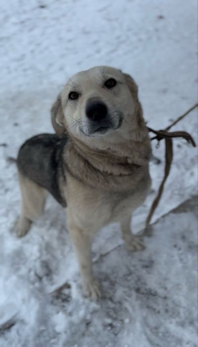 Все еще ждет ласки, навсегда на привязи. Хочет заботы, устала зимовать