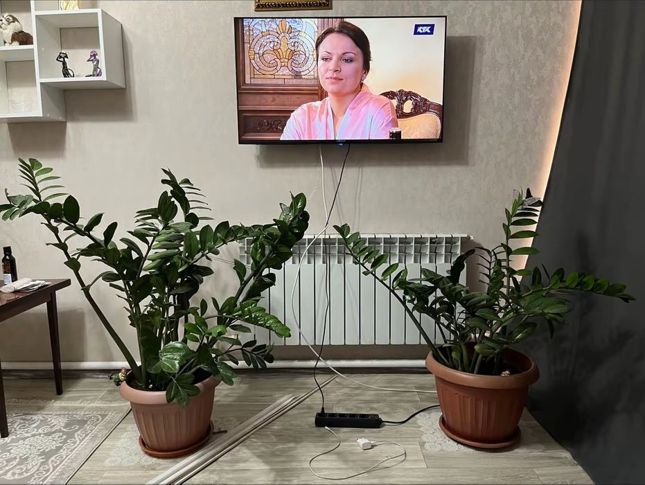 Комнатные цветы продам срочно в связи с переездом