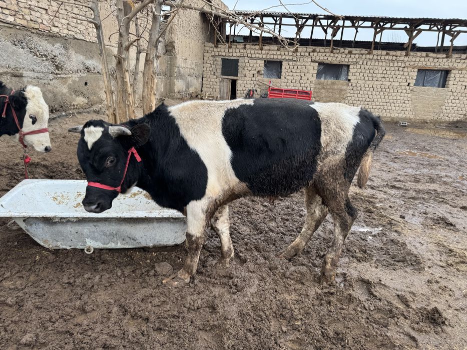 Buqalar sotiladi arzon narxlarda