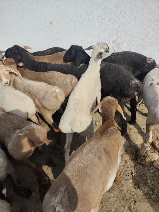 Қойлар    Бараны