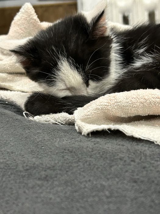 Отдам котенка.